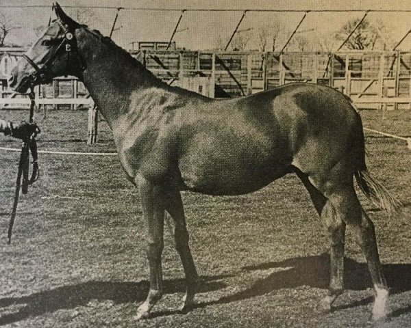 horse Solway Baccarat (British Riding Pony,  , from Rosslyn Sandalwood)