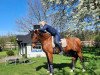 dressage horse Aron 246 (German Sport Horse, 2004, from Askanier)