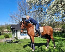 dressage horse Aron 246 (German Sport Horse, 2004, from Askanier)