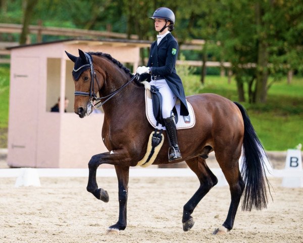 dressage horse Dutchman 52 (KWPN (Royal Dutch Sporthorse), 2008, from Jazz)