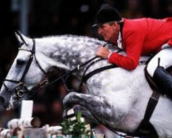 stallion Bon Ami (Belgium Sporthorse, 1985, from Elegant de L'Ile)