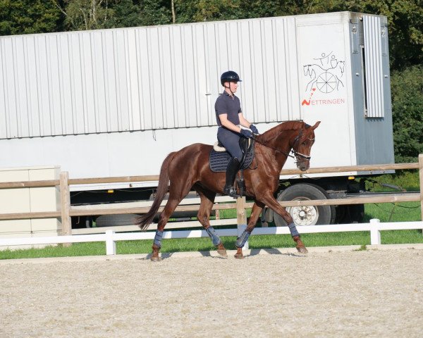 Dressurpferd Kenzo 80 (KWPN (Niederländisches Warmblut), 2015, von Zatchmo)