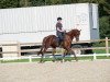 dressage horse Kenzo 80 (KWPN (Royal Dutch Sporthorse), 2015, from Zatchmo)