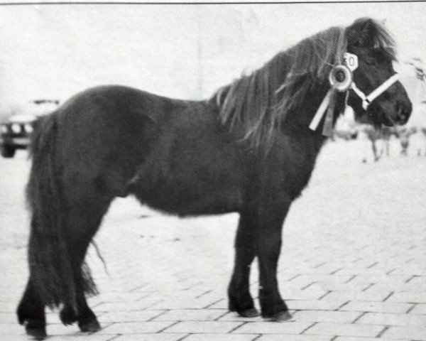Deckhengst Charlieboy van de Zandkamp (Shetland Pony, 1988, von Winston L.H.)