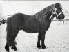 Deckhengst Charlieboy van de Zandkamp (Shetland Pony, 1988, von Winston L.H.)