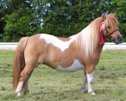 broodmare Annagaard Rigmor (Shetland Pony, 2017, from Tranegildes Ivanhoe)