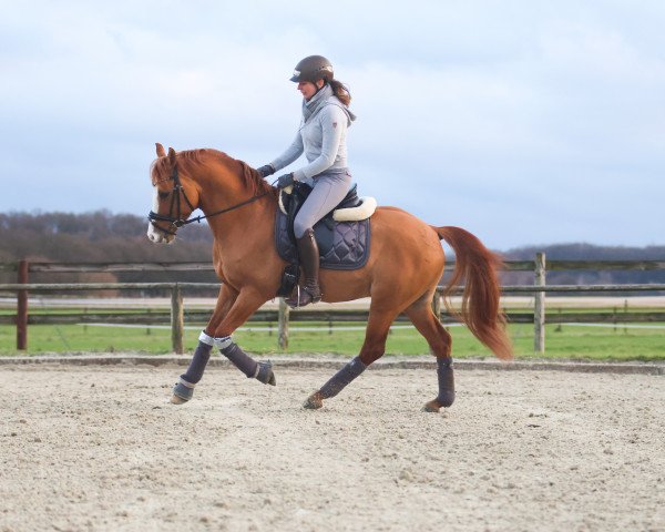 stallion Du weißt schon wer (German Riding Pony, 2019, from Dancing Fox 2)