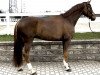 dressage horse Quantino 11 (Hanoverian, 2018, from Quantensprung 3)