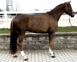 dressage horse Quantino 11 (Hanoverian, 2018, from Quantensprung 3)