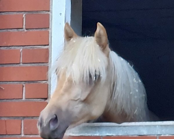 Dressurpferd Cahaya Kiss KL (Deutsches Reitpony, 2022, von Dream Date 7)