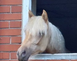 dressage horse Cahaya Kiss KL (German Riding Pony, 2022, from Dream Date 7)