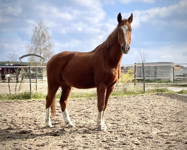 horse Just Nice (Hanoverian, 2004, from Drosselklang II)