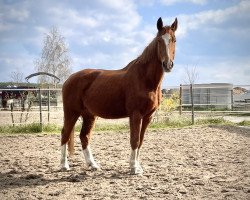 horse Just Nice (Hanoverian, 2004, from Drosselklang II)