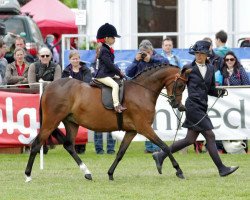 horse Swanlow Lucky May (British Riding Pony, 2011, from Cusop Dimension)