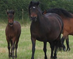 broodmare Dunnabridge Princess (Dartmoor Pony,  , from Shilstone Rocks Day of Fury)