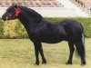 stallion Shilstone Rocks Day of Fury (Dartmoor Pony, 1988, from Shilstone Rocks Fury)