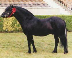 stallion Shilstone Rocks Day of Fury (Dartmoor Pony, 1988, from Shilstone Rocks Fury)