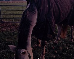 broodmare Cádiz 2 (German Sport Horse, 2012, from Coconut Cream)