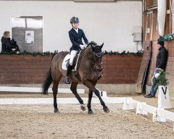 Dressurpferd Ibuco van het Louwelsbroek (Belgisches Warmblut, 2008, von Blue Boy van Berkenbroeck)