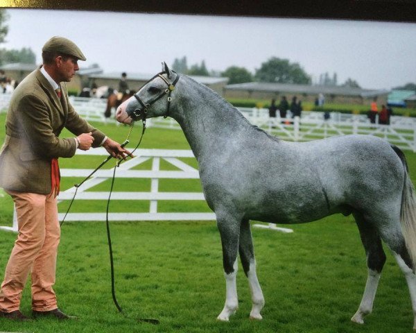 horse Thistledown King Of The Road (Welsh-Pony (Section B), 2014, from Pontsteffan Safari)