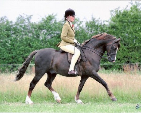 stallion Mynach Buccaneer (Welsh-Pony (Section B), 2000, from Moelview Mohawk)