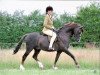 Deckhengst Mynach Buccaneer (Welsh Pony (Sek.B), 2000, von Moelview Mohawk)