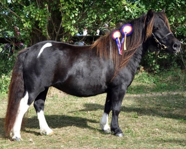 Zuchtstute Baekkeskovens Rihanna (Shetland Pony,  , von Hestigarth Tempest)
