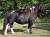 Zuchtstute Baekkeskovens Rihanna (Shetland Pony,  , von Hestigarth Tempest)