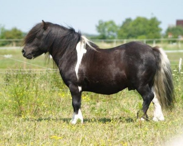 Pferd Hestigarth Tempest (Shetland Pony,  , von Stranduff Strathdee)
