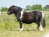 horse Hestigarth Tempest (Shetland Pony,  , from Stranduff Strathdee)