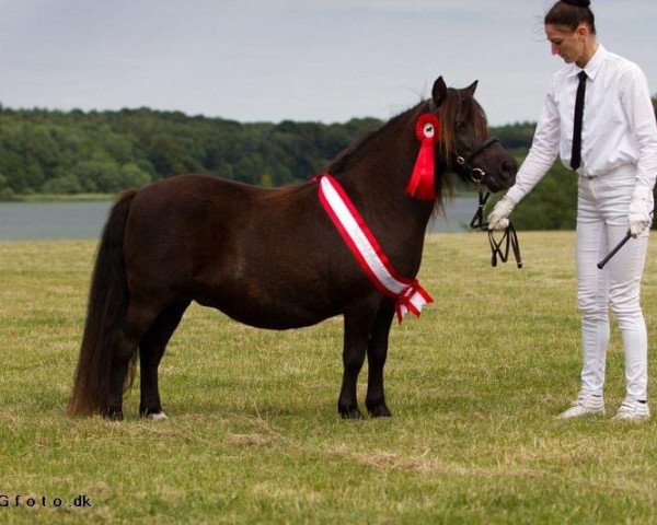 Zuchtstute Rosemary van de Koerberg (Shetland Pony,  , von Immer van het Zamenhof)