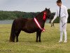 Zuchtstute Rosemary van de Koerberg (Shetland Pony,  , von Immer van het Zamenhof)