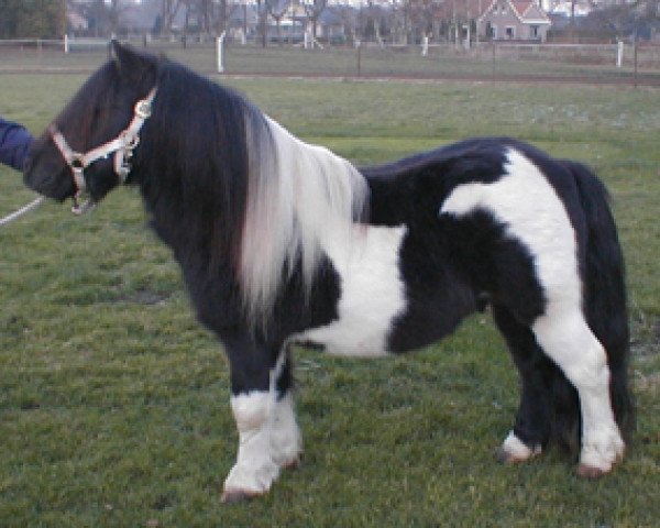 horse Immer van het Zamenhof (Shetland Pony, 1994, from August van de Kosterweide)
