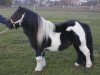horse Immer van het Zamenhof (Shetland Pony, 1994, from August van de Kosterweide)