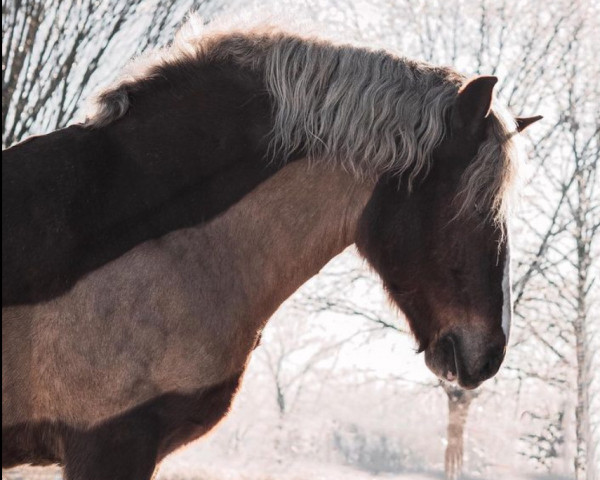 horse Sandro 509 (Black Forest Horse, 2006, from Modest)