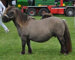 Zuchtstute Bella Tranegilde (Shetland Pony, 1993, von Kylenstens Skipper)