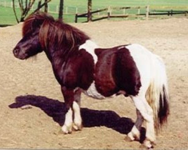 Deckhengst Furie van de Schaapskooi (Shetland Pony, 1991, von Zenith van Stal Noor-Zuid)