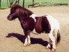 stallion Furie van de Schaapskooi (Shetland Pony, 1991, from Zenith van Stal Noor-Zuid)