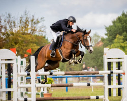 broodmare Bellevue 125 (German Sport Horse, 2013, from Balou du Rouet)