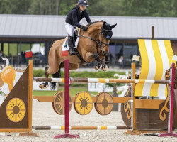 jumper Porsche (Belgian Warmblood, 2015, from Vannan)