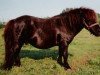 stallion Gilvus af Nörvang (Shetland Pony, 1975, from Suspect of Marshwood)
