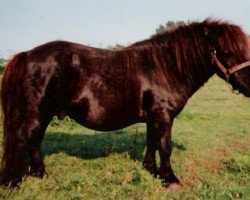 stallion Gilvus af Nörvang (Shetland Pony, 1975, from Suspect of Marshwood)