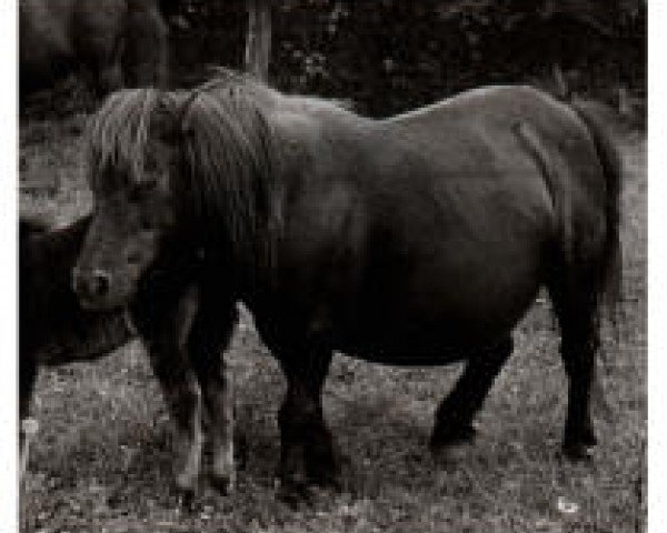 Zuchtstute Glint of Marshwood (Shetland Pony,  , von Trigger of Marshwood)