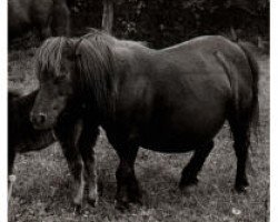 Zuchtstute Glint of Marshwood (Shetland Pony,  , von Trigger of Marshwood)