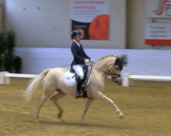 stallion My Mighty Gold (German Riding Pony, 2012, from The Braes My Mobility)