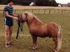 stallion Abildores Ilja (Shetland Pony, 1976, from Gayman of Berry)