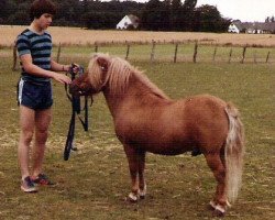 Deckhengst Abildores Ilja (Shetland Pony, 1976, von Gayman of Berry)