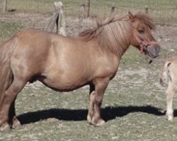 broodmare Sysonby Tann (Shetland Pony, 1972, from Ilya of Balfour)