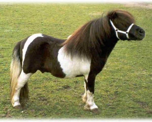 stallion Zenith van Stal Noor-Zuid (Shetland Pony, 1985, from Romany Victory)