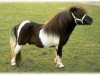 Deckhengst Zenith van Stal Noor-Zuid (Shetland Pony, 1985, von Romany Victory)